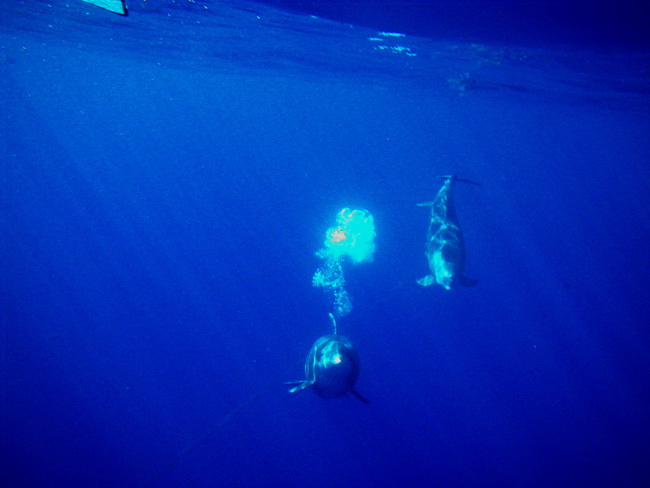 Ultima aventură in Tenerife: Snorkeling și Stand Up Surf Paddle la delfini