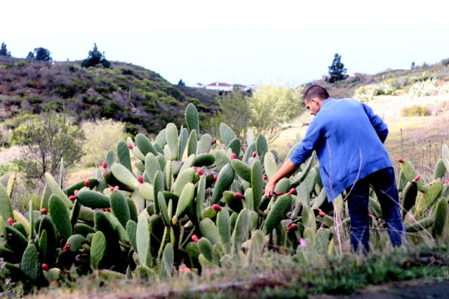 Dupa piata, am urcat pe munte sa culegem niste fructe de cactus. Bine ca au tepi, ca altfel as manca fara limita.