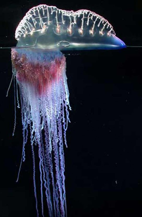 medusa regata